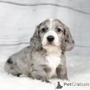 Photo №2 to announcement № 165414 for the sale of dachshund - buy in Austria private announcement, breeder