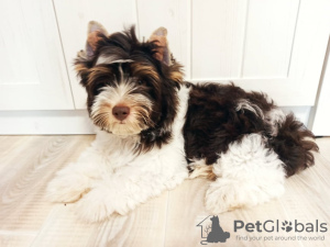 Photo №1. yorkshire terrier - for sale in the city of Kiev | 500$ | Announcement № 11743