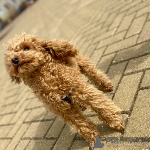 Photo №4. I will sell poodle (toy) in the city of Minsk. private announcement - price - 2642$