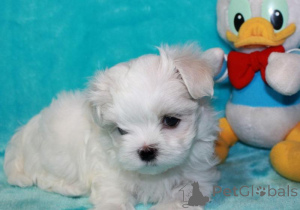 Photo №1. maltese dog - for sale in the city of Georgiana | negotiated | Announcement № 167105