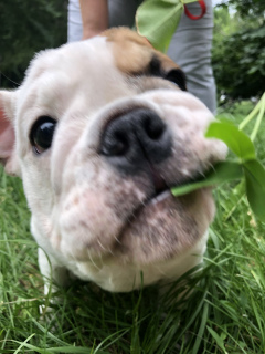 Photo №2 to announcement № 7032 for the sale of english bulldog - buy in Ukraine private announcement, breeder