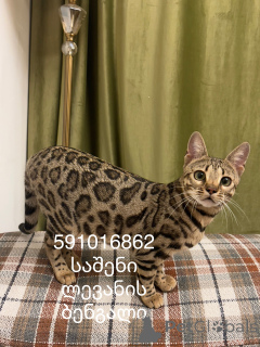 Photo №3. Bengal cat Bengal cat F3. Georgia