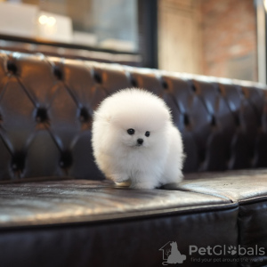 Photo №2 to announcement № 131043 for the sale of  - buy in Germany private announcement