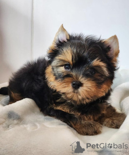 Photo №1. yorkshire terrier - for sale in the city of Jelgava | negotiated | Announcement № 111609