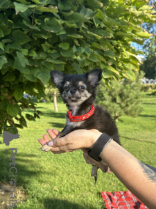 Photo №1. chihuahua - for sale in the city of Almaty | 651$ | Announcement № 114646