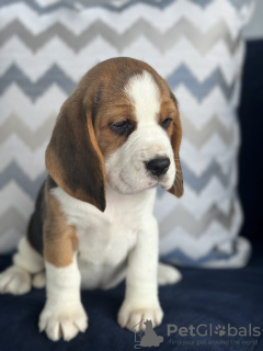 Photo №2 to announcement № 102249 for the sale of beagle - buy in United States private announcement