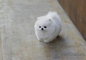 Photo №1. pomeranian - for sale in the city of Abu Dhabi | Is free | Announcement № 11029