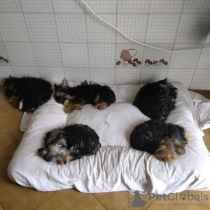 Photo №3. Yorkshire Terrier. Portugal