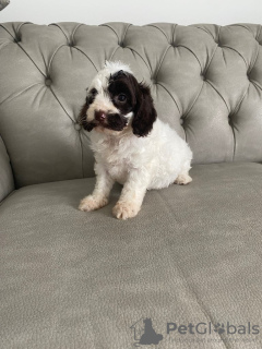 Photo №3. Gorgeous Cockapoo puppies. United Kingdom