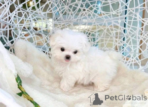 Photo №1.  - for sale in the city of Atlanta | 600$ | Announcement № 161136