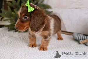 Photo №2 to announcement № 164803 for the sale of dachshund - buy in Germany private announcement, from the shelter