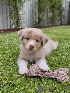 Photo №1. australian shepherd - for sale in the city of Mannheim | negotiated | Announcement № 158293