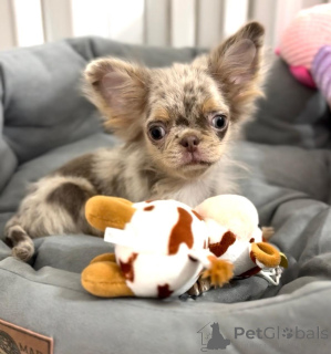 Photo №1. chihuahua - for sale in the city of Karlsruhe | negotiated | Announcement № 159133