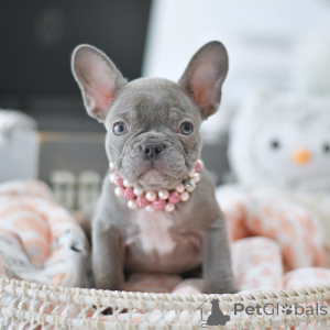 Photo №1. french bulldog - for sale in the city of Magdeburg | negotiated | Announcement № 158248