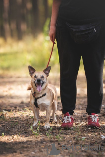 Additional photos: Little dog Suri is in good hands.