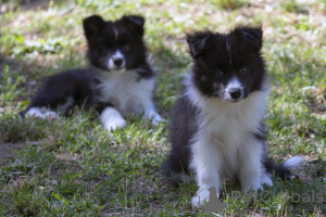 Photo №4. I will sell border collie in the city of Kruševac.  - price - negotiated