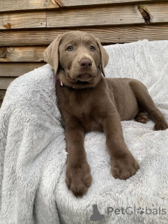 Photo №3. Adorables chiots Labrador Retriever cherchent une famille aimante. France