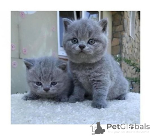 Photo №1.  - for sale in the city of New York | negotiated | Announcement № 140077