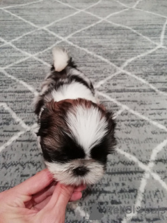 Additional photos: Shih Tzu puppies looking for a home.