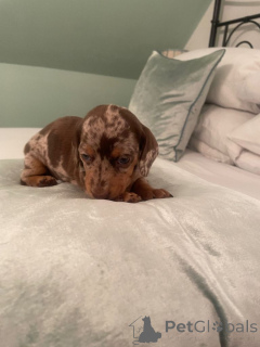 Photo №2 to announcement № 166923 for the sale of scottish deerhound - buy in Germany private announcement