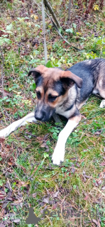 Photo №2 to announcement № 155102 for the sale of non-pedigree dogs - buy in Russian Federation private announcement