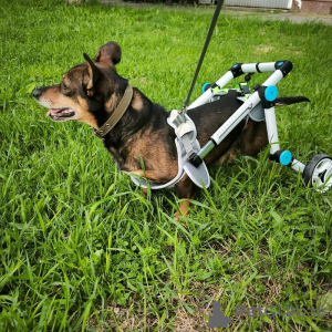 Photo №3. The wonderful boy Mitya from the shelter is looking for a family.. Russian Federation