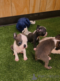 Photo №3. Entzückende Boston-Terrier-Welpen suchen ein liebevolles Zuhause!. Germany