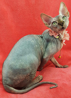 Photo №2 to announcement № 4200 for the sale of sphynx-katze - buy in Ukraine from nursery