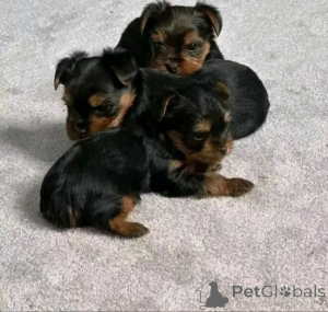 Photo №1. yorkshire terrier - for sale in the city of Blacks | 258$ | Announcement № 173726