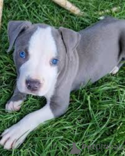 Photo №2 to announcement № 165548 for the sale of staffordshire bull terrier - buy in United Kingdom private announcement, breeder