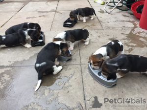 Photo №1. basset hound - for sale in the city of Liège | Is free | Announcement № 20642