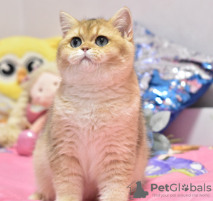 Photo №4. I will sell british shorthair in the city of Dnipro. from nursery, breeder - price - 800$