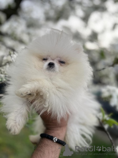 Photo №1. pomeranian - for sale in the city of Нови Сад | 528$ | Announcement № 97157