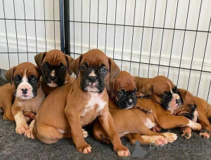 Photo №1. boxer - for sale in the city of Bratislava | negotiated | Announcement № 157890