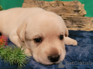 Photo №1. labrador retriever - for sale in the city of Mogilyov | 740$ | Announcement № 117145