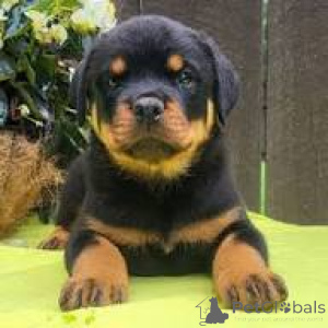 Photo №2 to announcement № 167114 for the sale of rottweiler - buy in Belgium private announcement, breeder