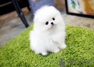 Photo №2 to announcement № 163245 for the sale of  - buy in United Kingdom 