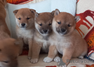 Photo №1. shiba inu - for sale in the city of Deventer | Is free | Announcement № 98141