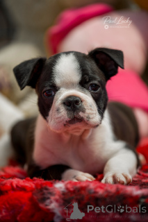 Photo №1. boston terrier - for sale in the city of Lviv | 941$ | Announcement № 144449