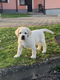 Photo №1. labrador retriever - for sale in the city of Валлетта | 400$ | Announcement № 58286