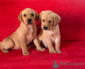 Photo №1. labrador retriever - for sale in the city of Vienna | 317$ | Announcement № 76001