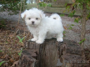 Photo №3. Sugarplum Home raised Maltese puppies,. Germany