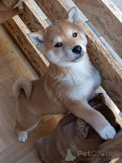 Photo №4. I will sell shiba inu in the city of Kruševac.  - price - negotiated