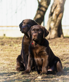 Photo №1. labrador retriever - for sale in the city of St. Petersburg | 536$ | Announcement № 5995