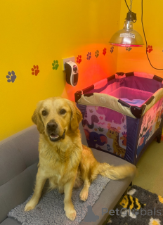 Photo №3. Beautiful Golden Retriever puppies KC. Canada