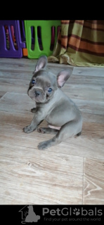 Photo №1. french bulldog - for sale in the city of Kiev | 740$ | Announcement № 38328