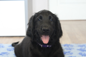 Photo №1. flat-coated retriever - for sale in the city of Москва | 335$ | Announcement № 2917