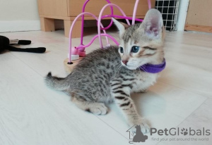 Photo №1. savannah cat - for sale in the city of Magdeburg | Is free | Announcement № 95895
