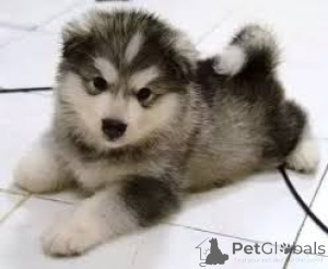 Photo №3. Alaskan Malamute Puppies. Switzerland