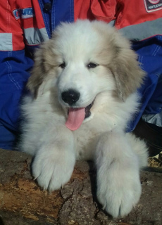 Photo №1. great pyrenees - for sale in the city of Permian | negotiated | Announcement № 1988